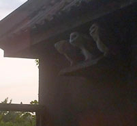 3 baby barn owls on the ledge outside their tower at twighlight