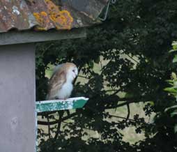 Baby barn owl on the perch outside the owl tower