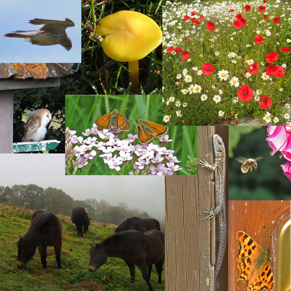Image medley showing: hovering kestrel, yellow waxcap mushroom, wildflower patch with oxeye daisies and native wild red poppies, baby barn owk on perch outside barn owl tower, Essex skipper butterflies amongst wildflowers, common lizard climbing up gap between door and frame, tiny bee flying towards a foxglove flower, Exmoor ponies grazing hillside on a misty winter day, Comma butterfly.