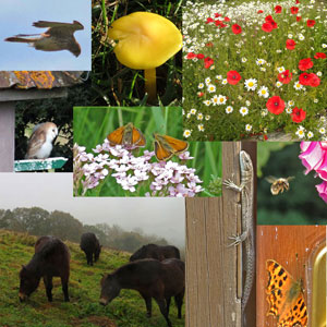 Medley of images showing various plants & creatues seen