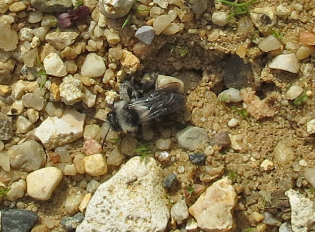 Ashy Mining bee preparing to dig into compacted scalpings