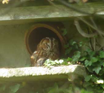 Tawny owl snoozing on a ledge outside the barn owl tower entrance pipe